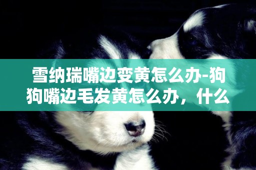 雪納瑞嘴邊變黃怎么辦-狗狗嘴邊毛發黃怎么辦，什么原因？