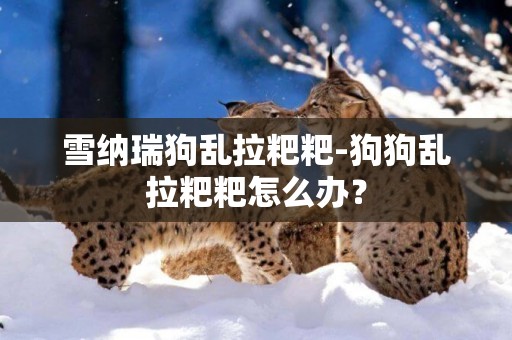 雪納瑞狗亂拉粑粑-狗狗亂拉粑粑怎么辦？