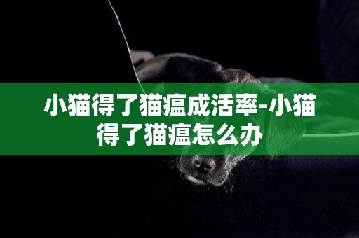 小貓得了貓瘟成活率-小貓得了貓瘟怎么辦