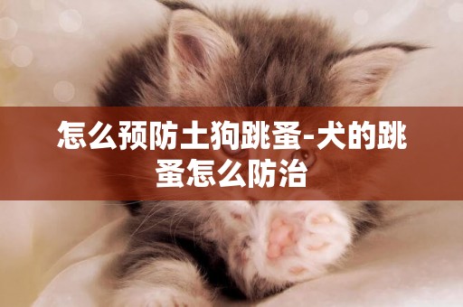 怎么預防土狗跳蚤-犬的跳蚤怎么防治