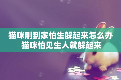 貓咪剛到家怕生躲起來怎么辦 貓咪怕見生人就躲起來