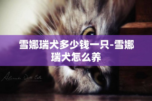 雪娜瑞犬多少錢一只-雪娜瑞犬怎么養