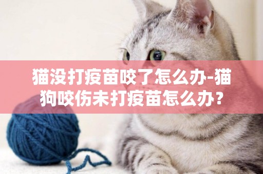 貓沒打疫苗咬了怎么辦-貓狗咬傷未打疫苗怎么辦？