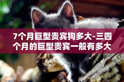 7個月巨型貴賓狗多大-三四個月的巨型貴賓一般有多大