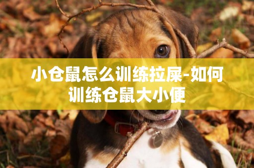 小倉鼠怎么訓練拉屎-如何訓練倉鼠大小便