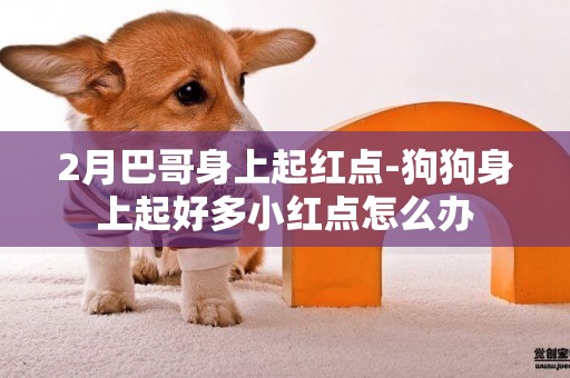 2月巴哥身上起紅點-狗狗身上起好多小紅點怎么辦