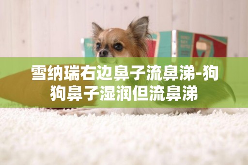 雪納瑞右邊鼻子流鼻涕-狗狗鼻子濕潤但流鼻涕