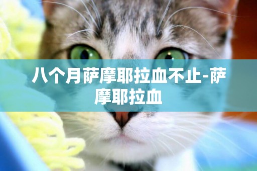 八個月薩摩耶拉血不止-薩摩耶拉血