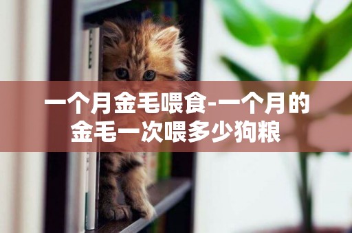 一個月金毛喂食-一個月的金毛一次喂多少狗糧