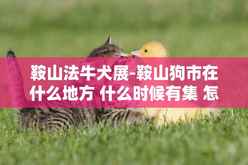 鞍山法牛犬展-鞍山狗市在什么地方 什么時候有集 怎么去