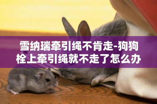 雪納瑞牽引繩不肯走-狗狗栓上牽引繩就不走了怎么辦