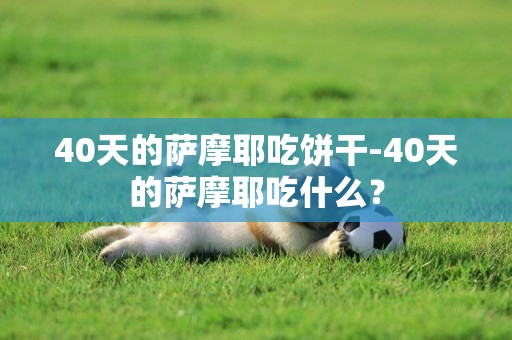 40天的薩摩耶吃餅干-40天的薩摩耶吃什么？