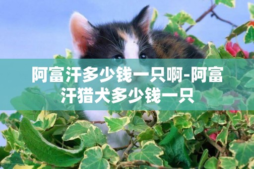 阿富汗多少錢一只啊-阿富汗獵犬多少錢一只