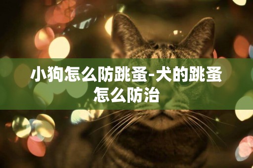 小狗怎么防跳蚤-犬的跳蚤怎么防治