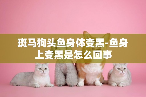 斑馬狗頭魚身體變黑-魚身上變黑是怎么回事
