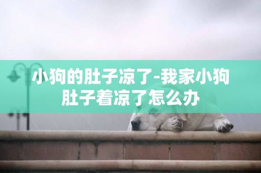 小狗的肚子涼了-我家小狗肚子著涼了怎么辦