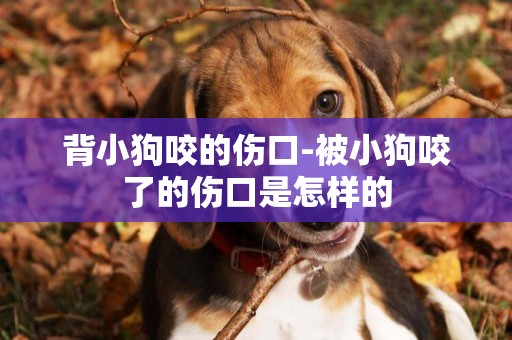 背小狗咬的傷口-被小狗咬了的傷口是怎樣的
