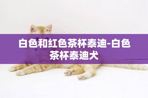 白色和紅色茶杯泰迪-白色茶杯泰迪犬