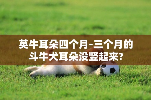 英牛耳朵四個月-三個月的斗牛犬耳朵沒豎起來?