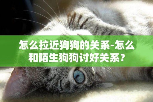 怎么拉近狗狗的關系-怎么和陌生狗狗討好關系？