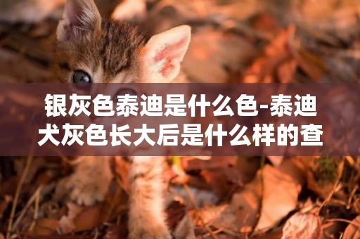 銀灰色泰迪是什么色-泰迪犬灰色長大后是什么樣的查看圖片?