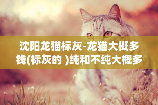 沈陽龍貓標灰-龍貓大概多錢(標灰的 )純和不純大概多錢