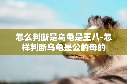 怎么判斷是烏龜是王八-怎樣判斷烏龜是公的母的
