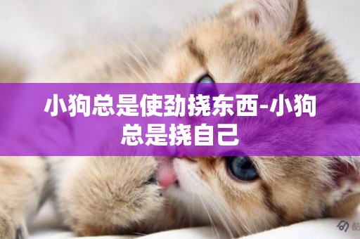 小狗總是使勁撓東西-小狗總是撓自己