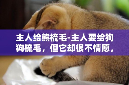 主人給熊梳毛-主人要給狗狗梳毛，但它卻很不情愿，有這么痛苦嗎