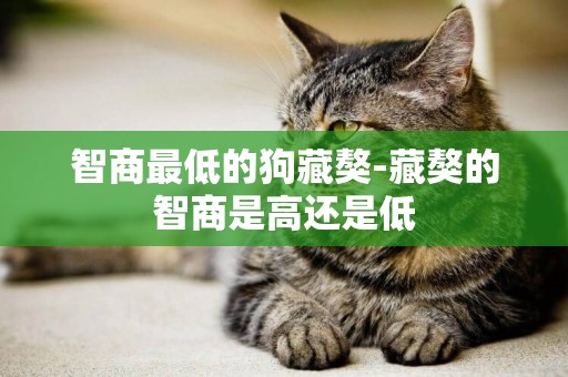 智商最低的狗藏獒-藏獒的智商是高還是低