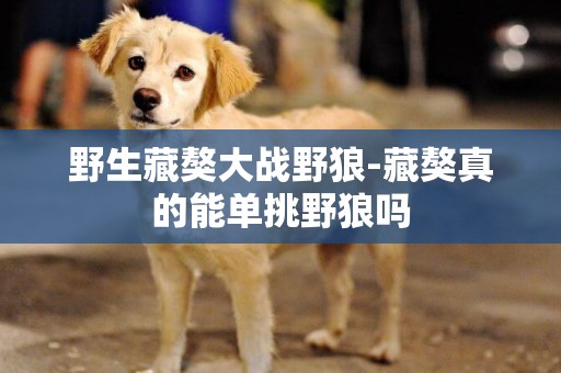 野生藏獒大戰野狼-藏獒真的能單挑野狼嗎