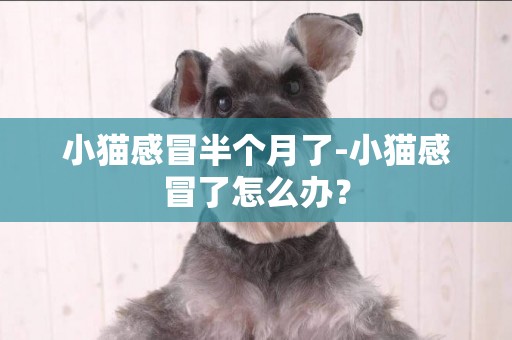 小貓感冒半個月了-小貓感冒了怎么辦？