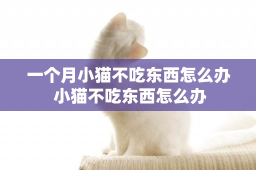 一個月小貓不吃東西怎么辦 小貓不吃東西怎么辦