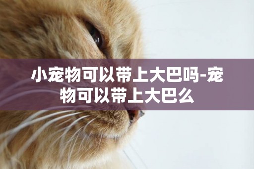 小寵物可以帶上大巴嗎-寵物可以帶上大巴么