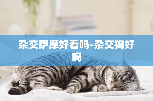 雜交薩摩好看嗎-雜交狗好嗎