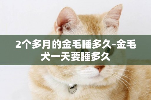 2個多月的金毛睡多久-金毛犬一天要睡多久
