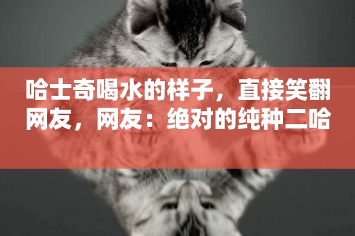 哈士奇喝水的樣子，直接笑翻網友，網友：絕對的純種二哈 