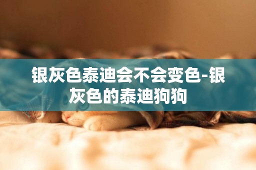 銀灰色泰迪會不會變色-銀灰色的泰迪狗狗