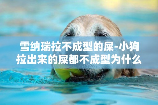 雪納瑞拉不成型的屎-小狗拉出來的屎都不成型為什么