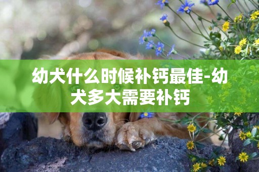 幼犬什么時候補鈣最佳-幼犬多大需要補鈣
