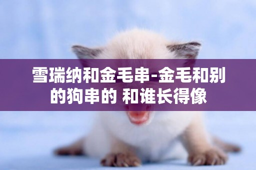 雪瑞納和金毛串-金毛和別的狗串的 和誰長得像