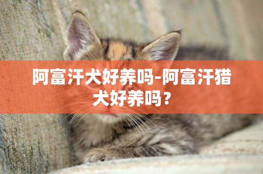 阿富汗犬好養嗎-阿富汗獵犬好養嗎？