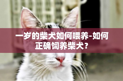 一歲的柴犬如何喂養-如何正確飼養柴犬？