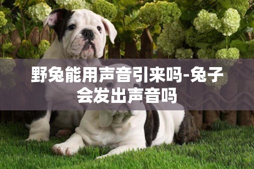 野兔能用聲音引來嗎-兔子會發出聲音嗎