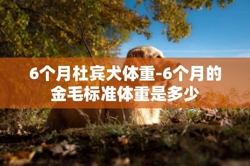 6個月杜賓犬體重-6個月的金毛標準體重是多少