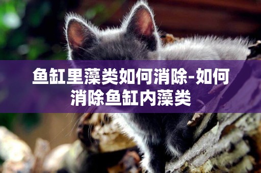 魚缸里藻類如何消除-如何消除魚缸內藻類