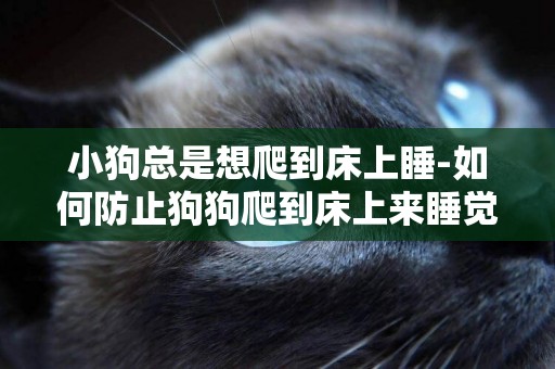 小狗總是想爬到床上睡-如何防止狗狗爬到床上來睡覺啊？