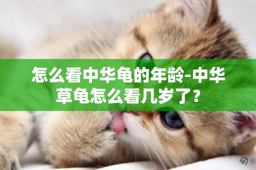 怎么看中華龜的年齡-中華草龜怎么看幾歲了？