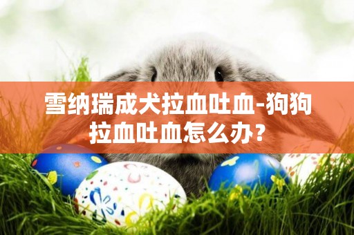雪納瑞成犬拉血吐血-狗狗拉血吐血怎么辦？