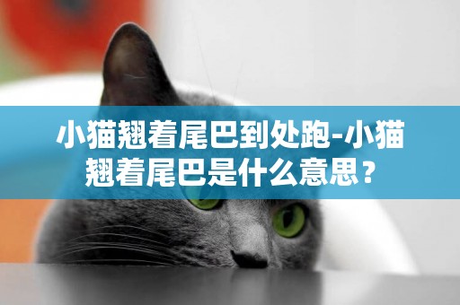 小貓翹著尾巴到處跑-小貓翹著尾巴是什么意思？